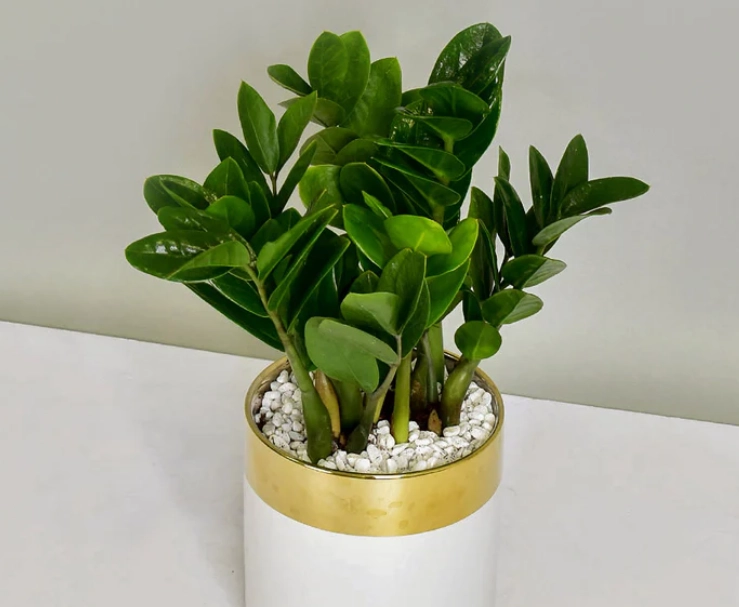 發財樹金錢樹 發財樹金錢樹