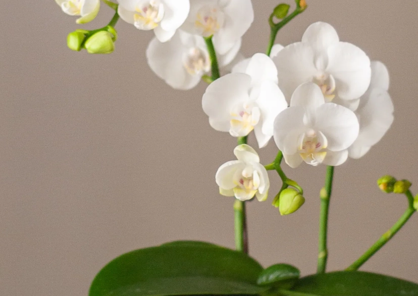 台灣蝴蝶蘭產地