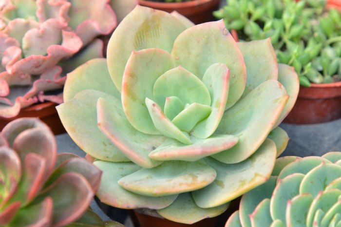 多肉植物土種類