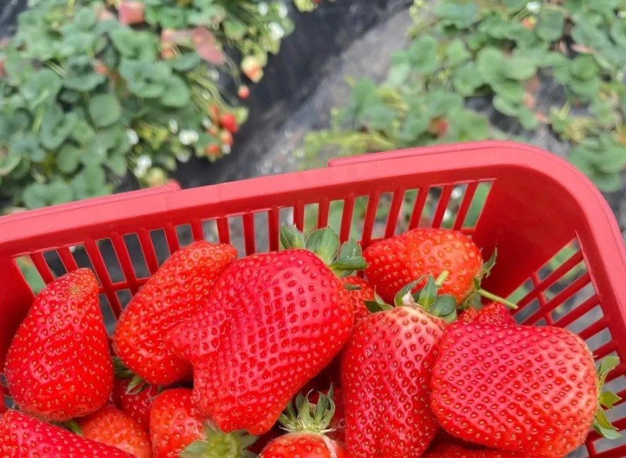 斗六草莓園