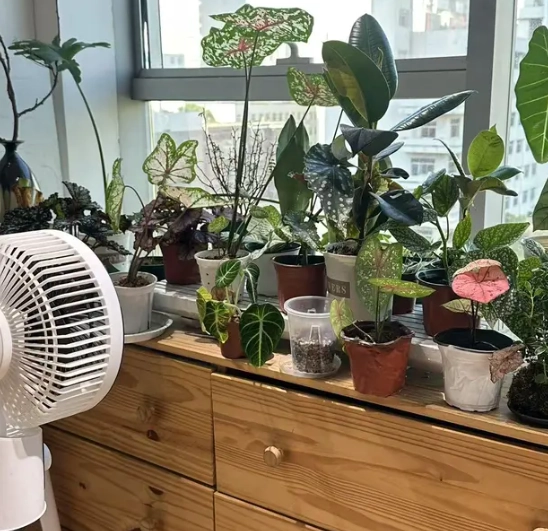 植物通風電風扇