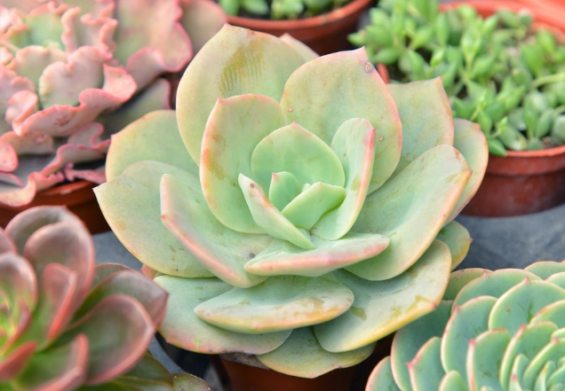 多肉植物怎么养