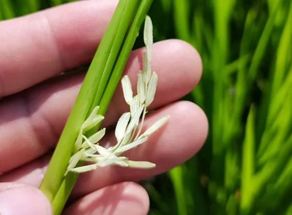 水稻孕穗期田間管理全攻略：掌握關鍵40天決定產量與品質