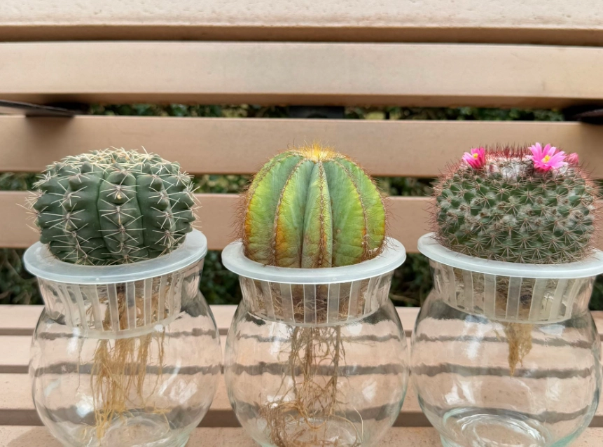 仙人掌需要曬太陽嗎