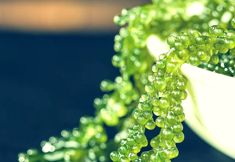 海葡萄怎麼保存