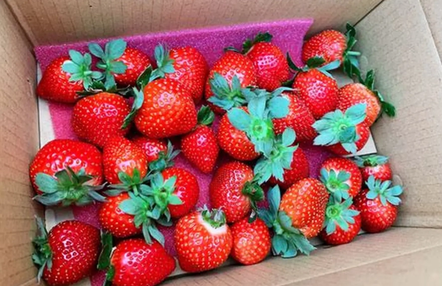 新竹採草莓親子