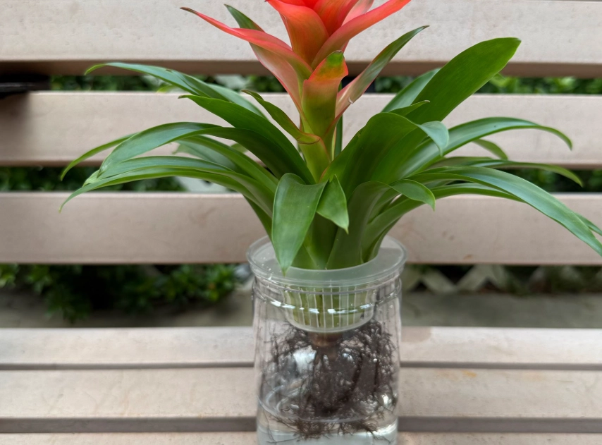 鳳梨花水耕 鳳梨花水耕