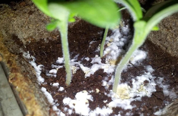 植物泥土發霉怎麼辦？7個有效解決方法與預防技巧