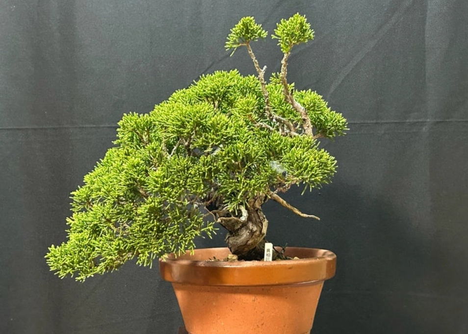 真柏施肥時間 真柏施肥時間