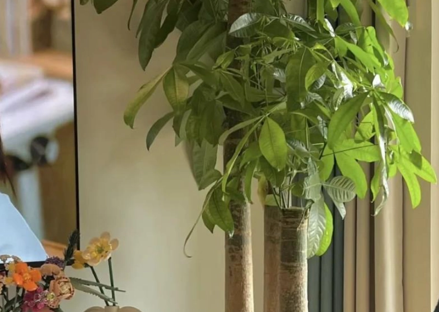 發財樹幾耐淋一次水