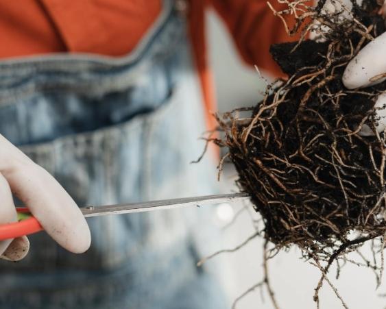 長壽梅換盆時間