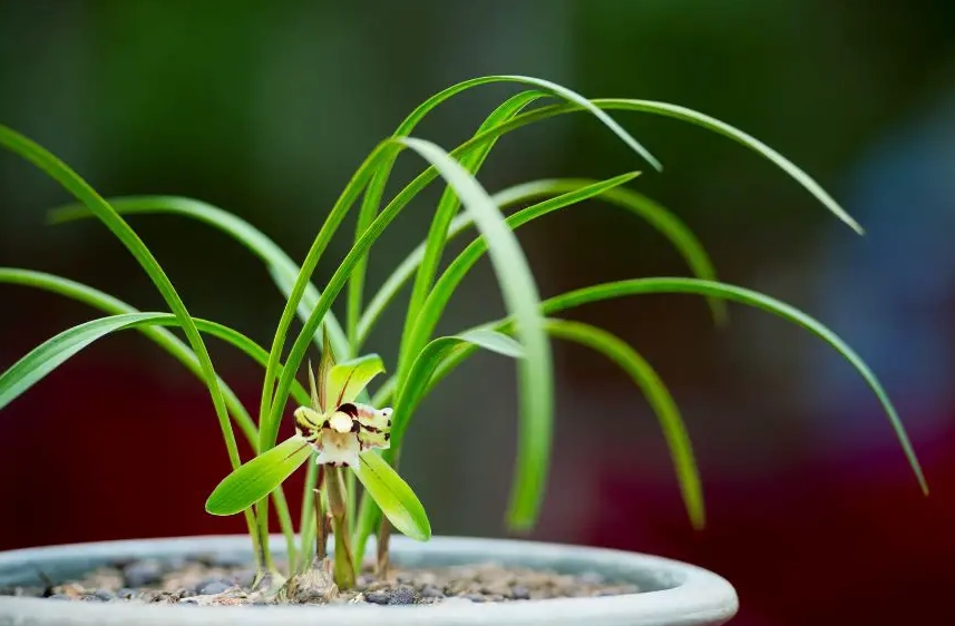 蘭花盆栽種植