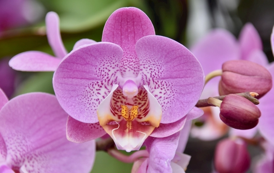 蘭花沒有葉子還能活嗎