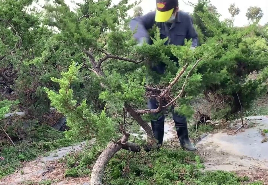 真柏盆栽修剪全攻略：從工具選擇到造型養護的完整步驟