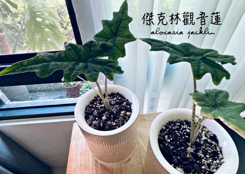 傑克林觀音蓮 傑克林觀音蓮