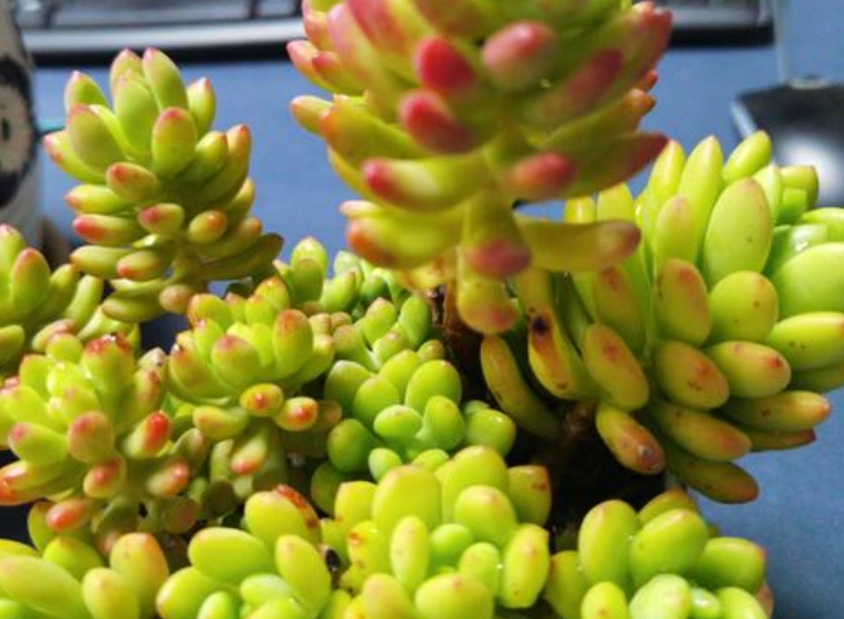 多肉植物多久浇一次水