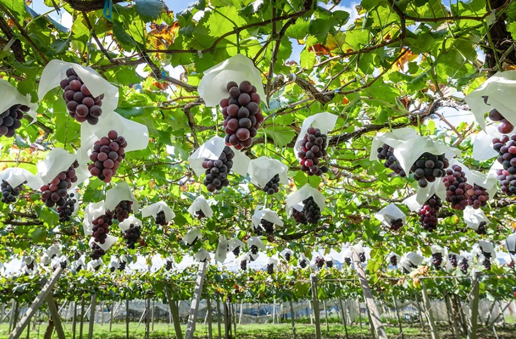 葡萄樹種植方法
