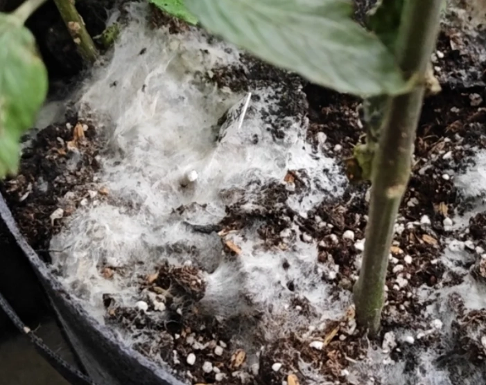 肥料發霉可以用嗎