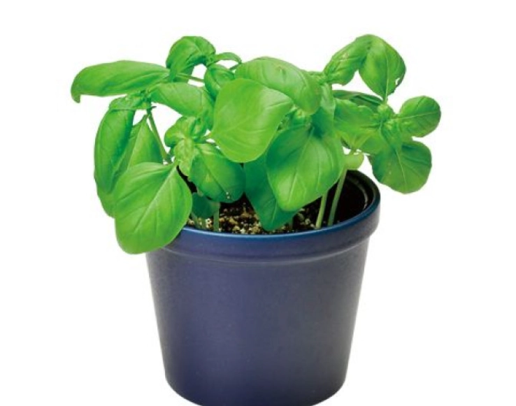 羅勒盆栽