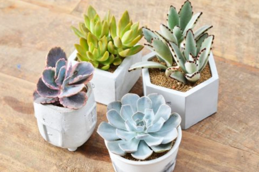 室內多肉植物推薦