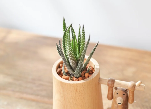 適合 辦公室 的 多肉 植物