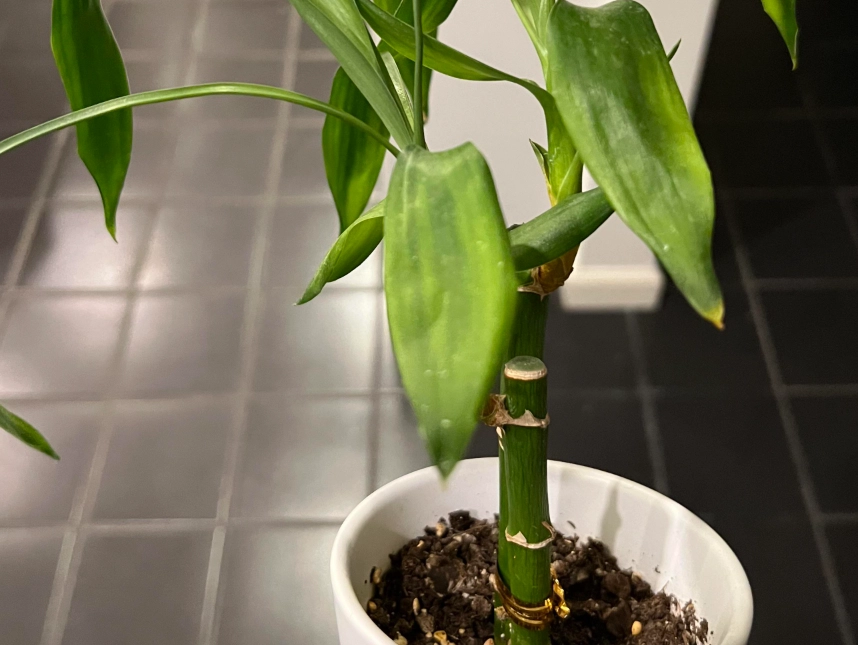 植物一個禮拜沒澆水