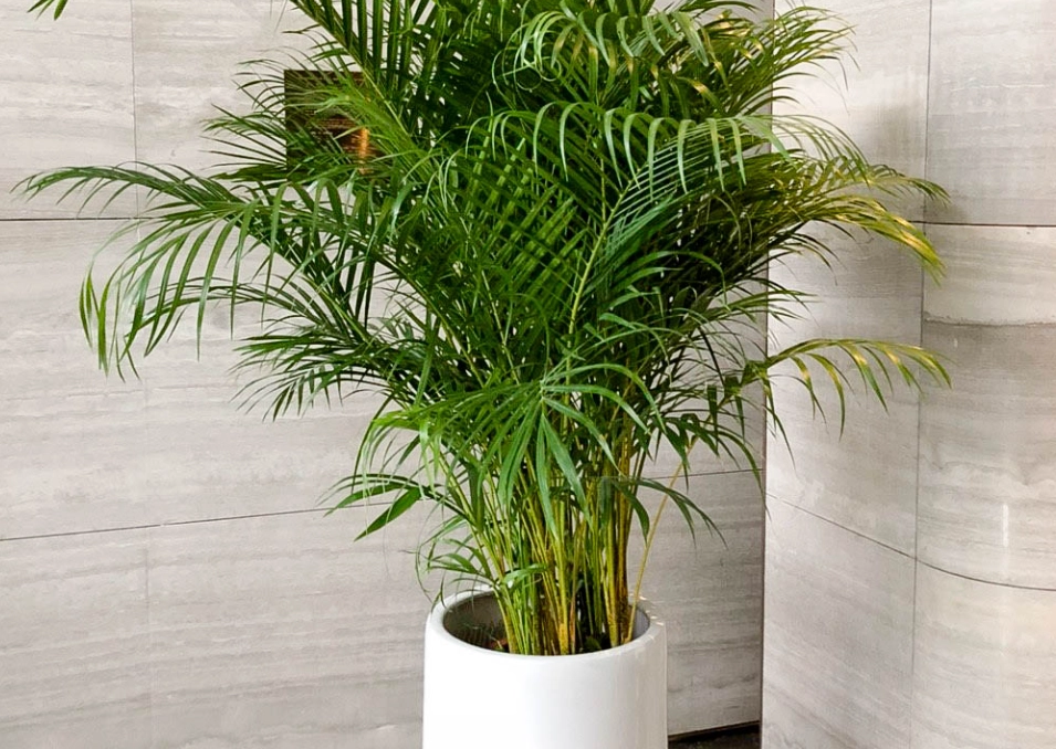 黃椰子學名 黃椰子學名