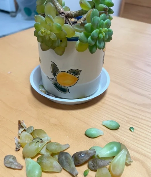 多肉葉片變透明