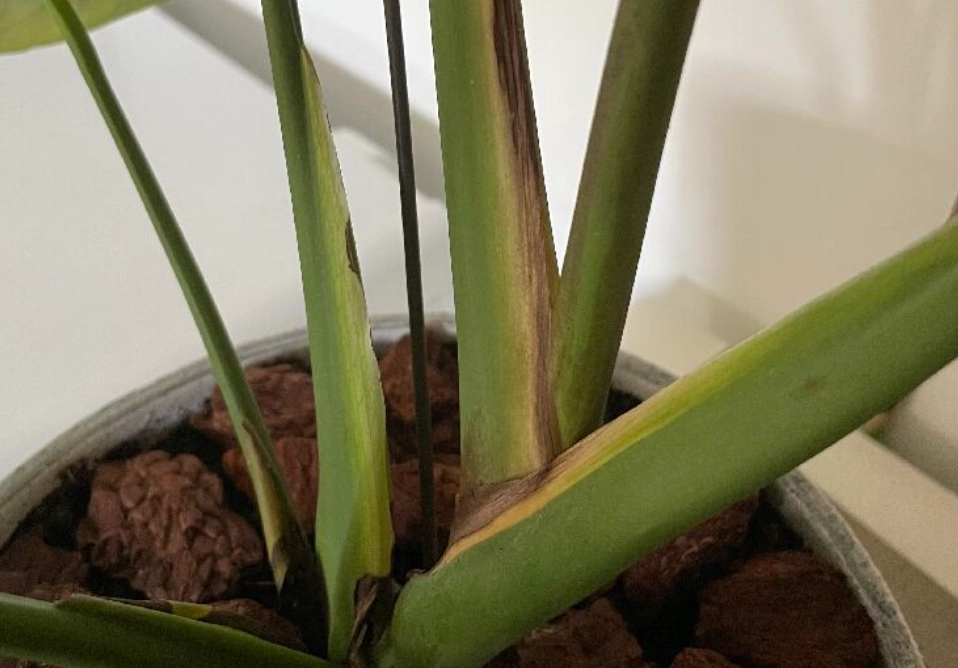 龜背芋莖變黑 龜背芋莖變黑