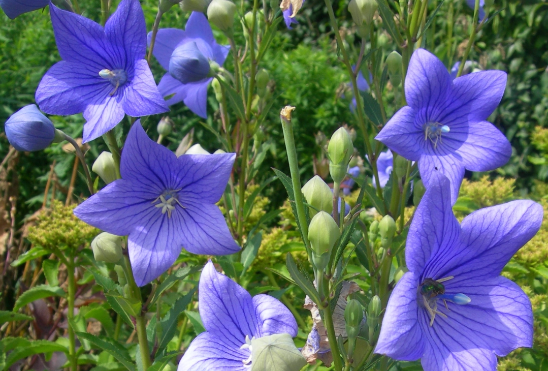 桔梗對貓有毒嗎 桔梗對貓有毒嗎