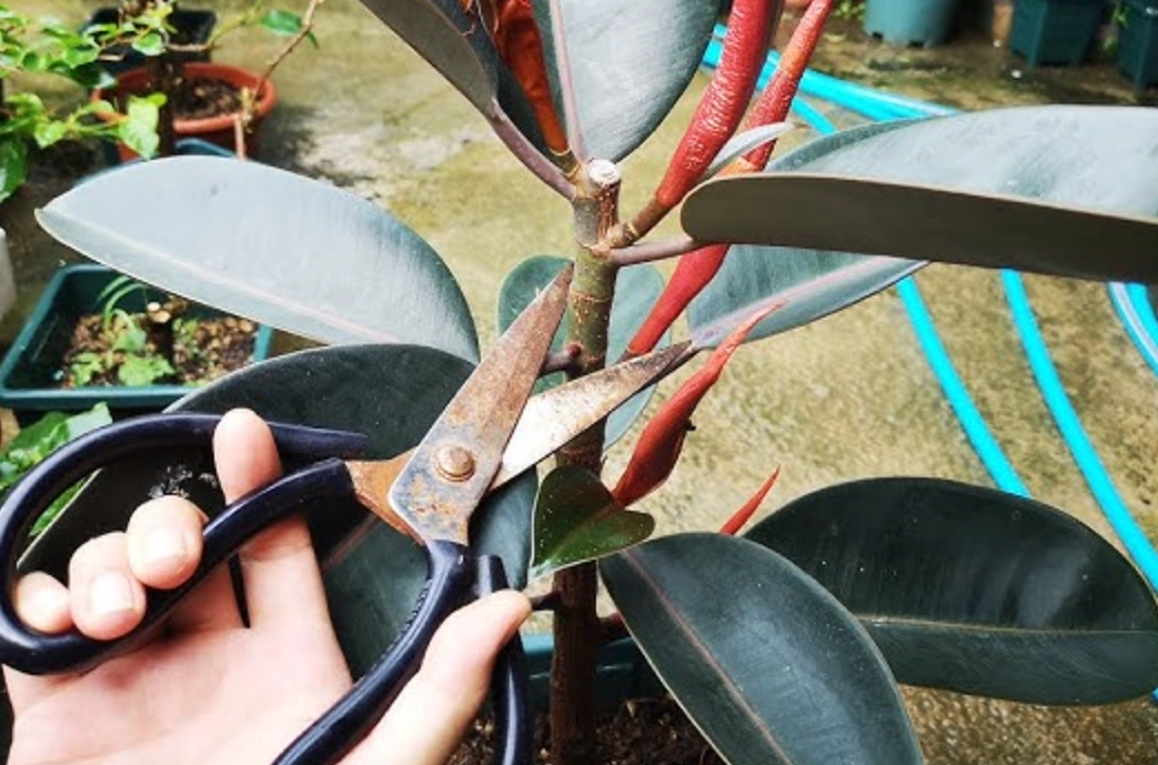 斑葉橡膠樹修剪