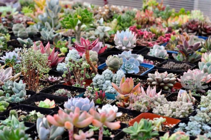 多肉植物專用石