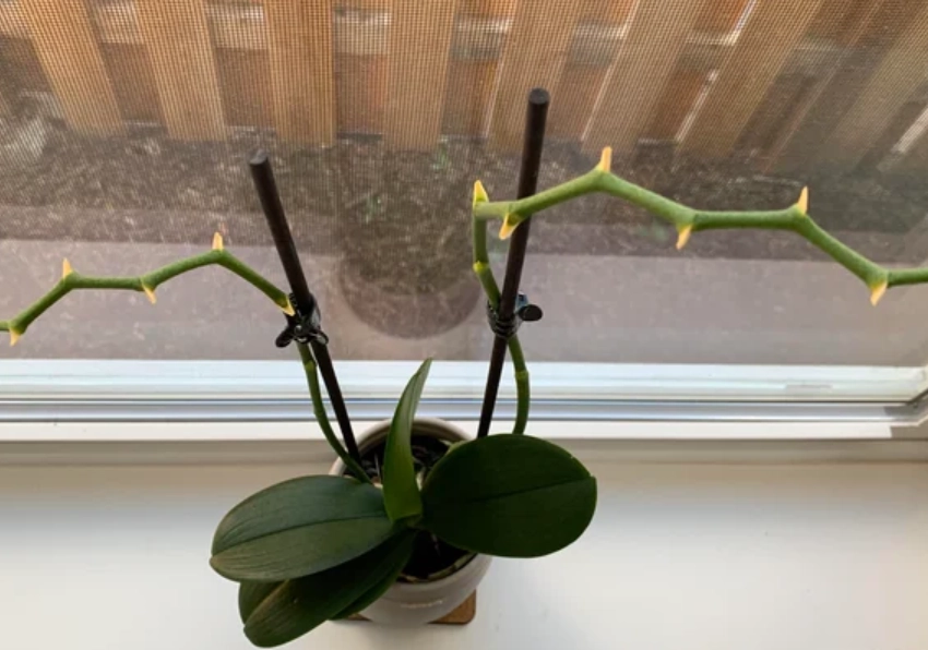 蘭花謝了要怎麼處理