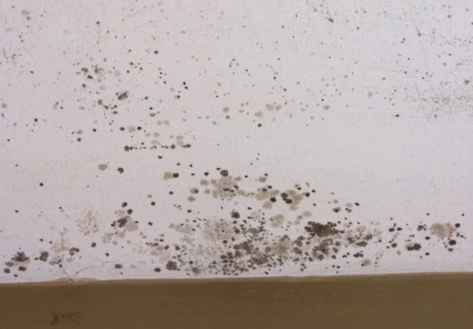 客廳天花板發霉原因