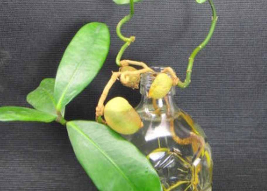 滿福木種子盆栽