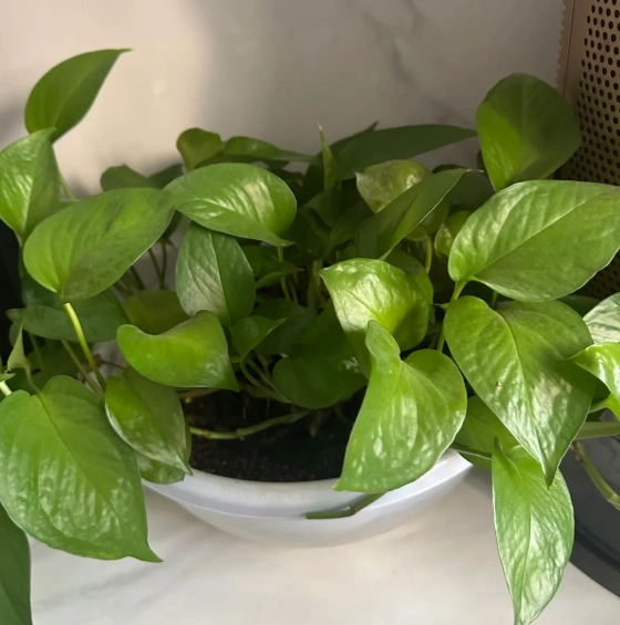 如何讓葉子變綠