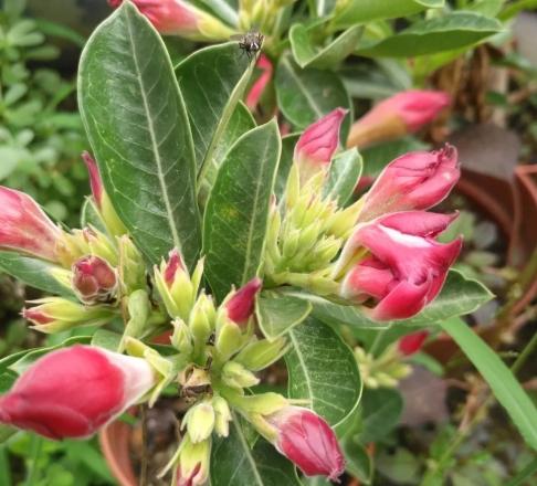 沙漠玫瑰冬天掉葉