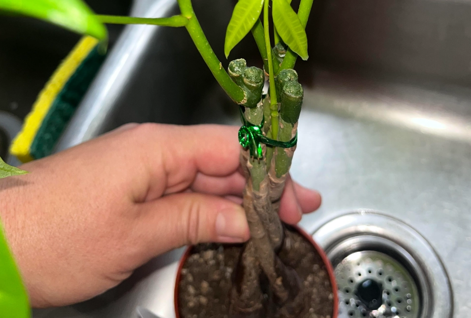 發財樹澆水時間