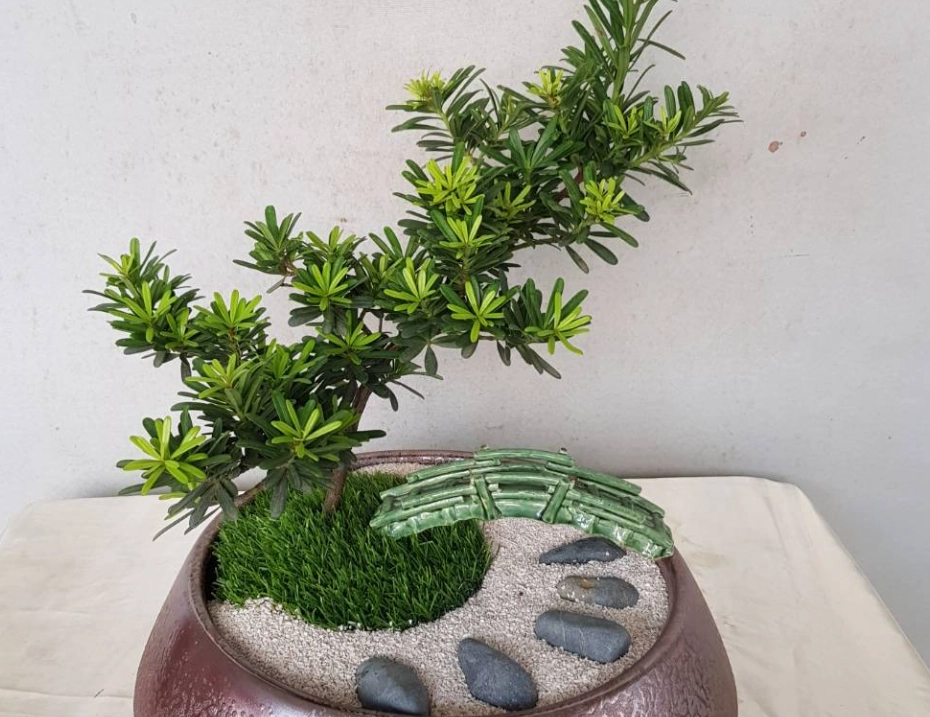 羅漢松盆栽教學