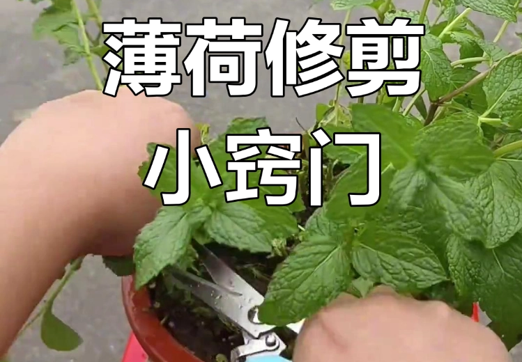 薄荷修剪方法