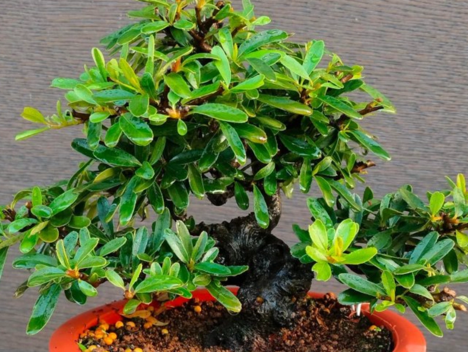 狀元紅換盆季節