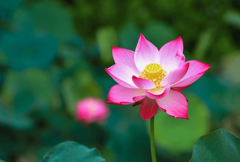 越南國花蓮花 越南國花蓮花