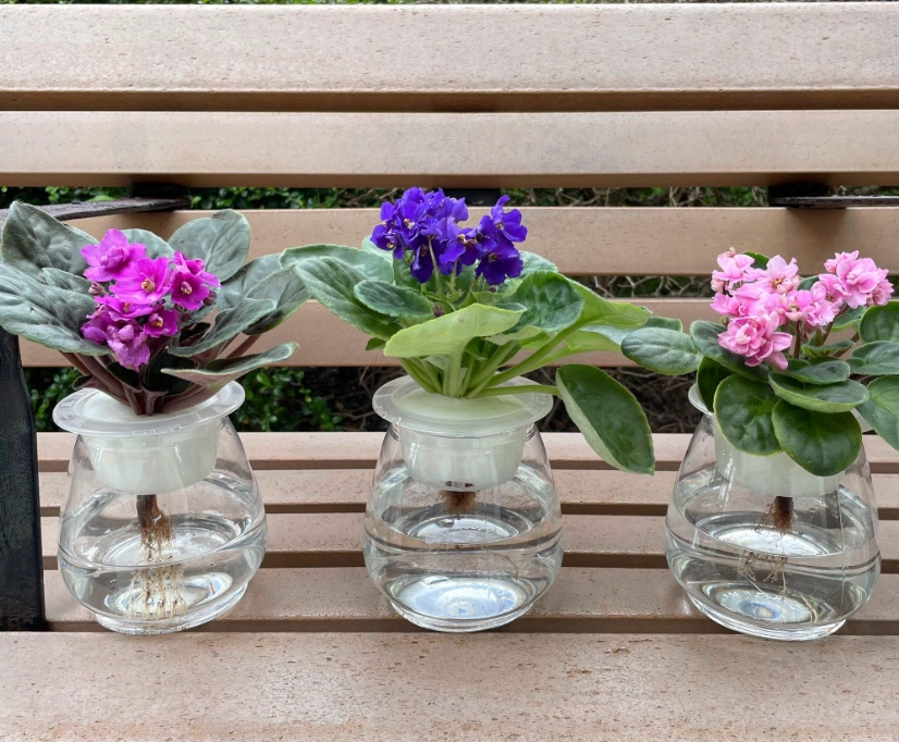 水種花卉種植全攻略：輕鬆養活室內植物的秘訣與常見問題解答