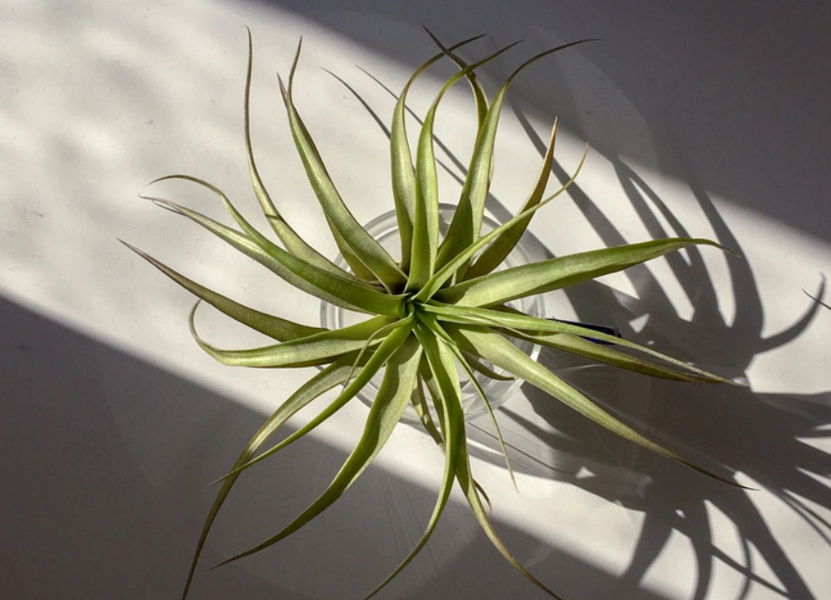 空氣鳳梨會長大嗎？完整生長週期與加速長大秘訣全解析