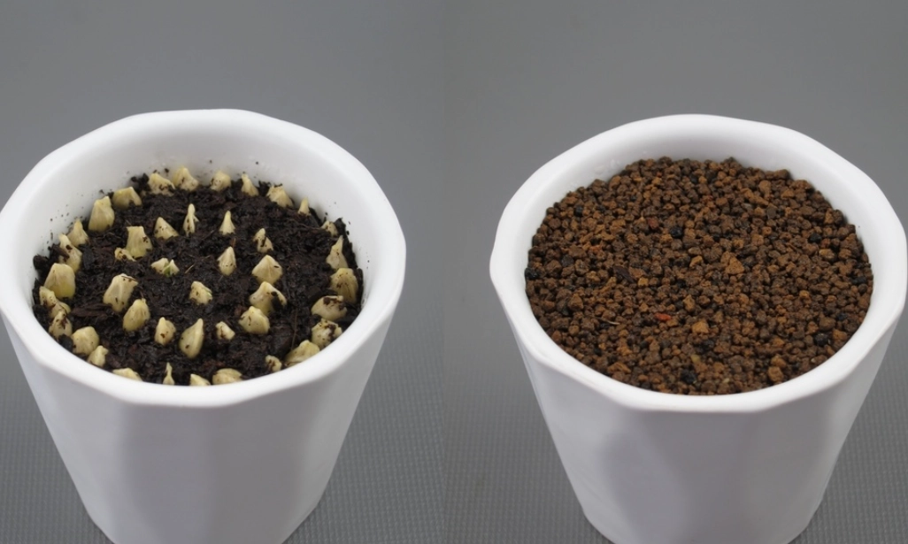 橘子種子怎麼種 橘子種子怎麼種