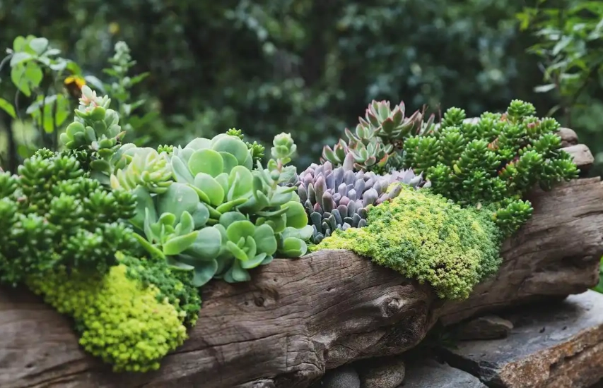 多肉怎麼種 多肉怎麼種
