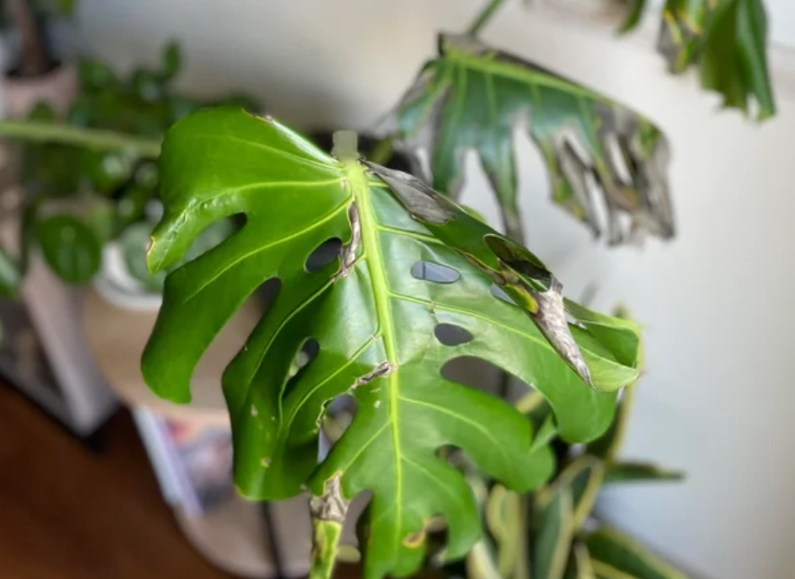 龜背芋曬傷急救處理與預防指南：從症狀判斷到復原照護