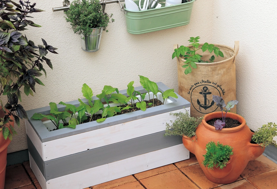 初學者種菜指南：從零開始的陽台蔬菜種植全攻略