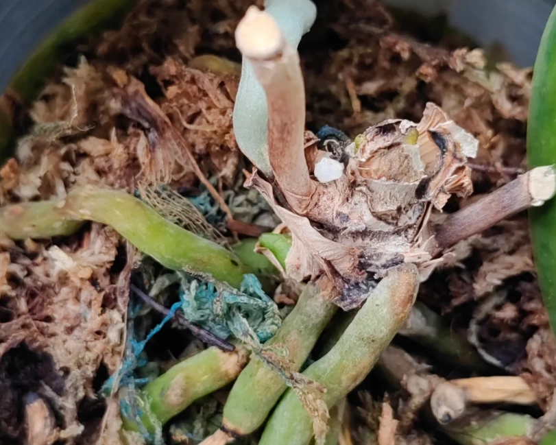 蘭花葉子掉光還有救嗎