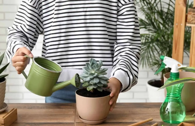 马来西亚多肉多久浇一次水